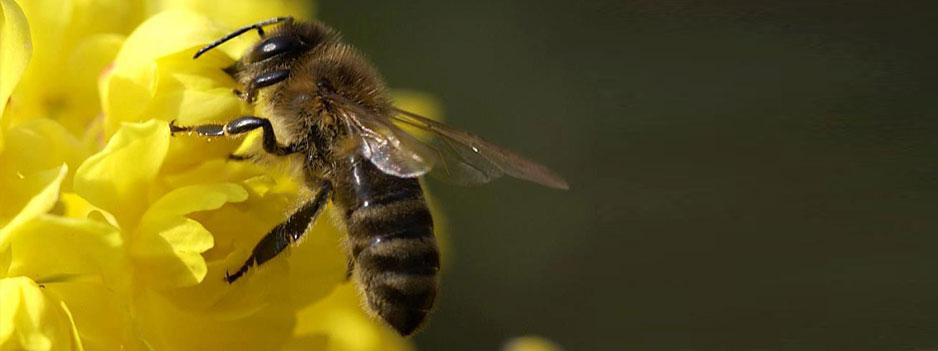 APITERAPIA ABEJAS, POLEN, PROPÓLEO, JALEA REAL, MIEL